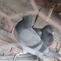 جوجه سبز کاشانی