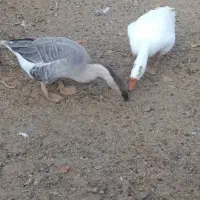 قوغاز.اردک
