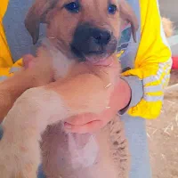 واگذاری یک عدد توله‌سگ‌ماده ژرمن-سرابی سالم وباهوش