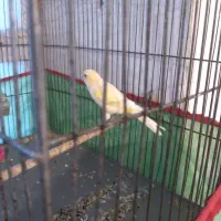 قناری ماده|پرنده|ماهان, |دیوار