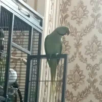 فروش شاه طوطی نر سخنکو رخ به رخ