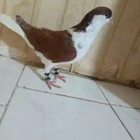 کفتر ساده|پرنده|گلبهار, نوبهار|دیوار