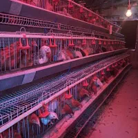 تخم مرغ محلی گلپایگان ارگانیک( سرشار از ای سلنیوم)|خوردنی و آشامیدنی|هشتگرد, هشتگرد قدیم|دیوار