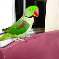 شاه طوطی شاه تخم نر کشیده