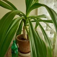 گل موزی بزرگ|گل و گیاه طبیعی|رفسنجان, |دیوار