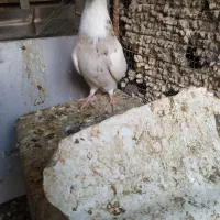 مایه طوقی اسطوره معامله