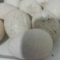 تخم بوقلمون