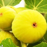 پیش‌فروش نهال انجیر عسلی شناسه دار