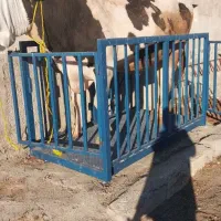 ۱۹عدداصل هلیشتیان وزن بالای ۷۰۰کیلو