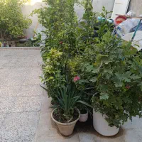فروش نهال