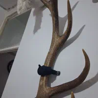 شاخ گوزن