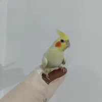 دو جفت عروس هلندی