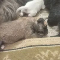 سگ پاکوتاه...