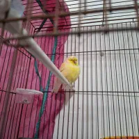 قناری گلاستر نر|پرنده|رشت, یخسازی|دیوار