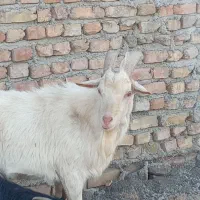 بز نر سانن/تکه/پازن/چپش