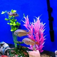 ماهی نگاراگوئنسیس