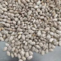 لوبیا محلی چتی