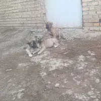 واگذاری  یه جفت ماده سرابی دوماهه