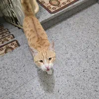 خونگی آروم نژاد DSH