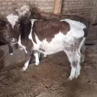 گوساله و گوسفند ماده