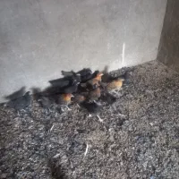 باسلام فروش جوجه مرغ به فروش می‌رسد