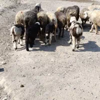 میش بره دار و آبستن|حیوانات مزرعه|جره و بالاده, |دیوار