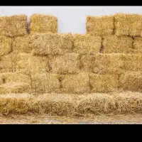 کاه برنج کلش