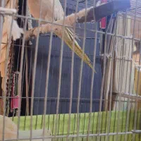 عروس هلندی مولد نرو ماده