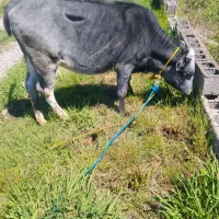 گاو دوقلو زا معاوضه نقد