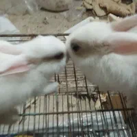 خرگوش|موش و خرگوش|بوشهر, |دیوار