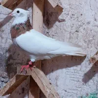 طوقی|پرنده|کلاله, |دیوار