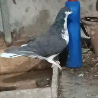 فروش یه عدد شهری|پرنده|فسا, |دیوار