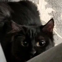 واگذاری گربه رایگان