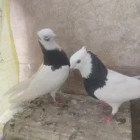 ۱جفت طوق سیاه