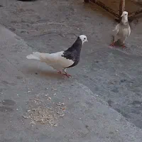 فروش یک جفت کبوتر طاقی