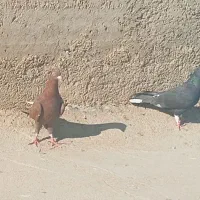 11عدد کفتر غریب|پرنده|بجنورد, |دیوار