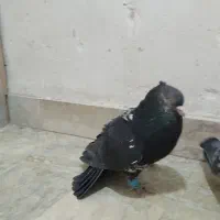 کبوتر سوسکی تهرونی وکاکلی نر