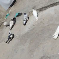 زوردار
