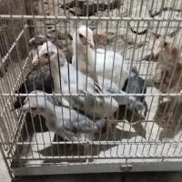 جوجه مرغ و خروس گلین ریشی و گپی