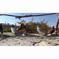 فروش تعدادی کبوتر|پرنده|خرم بید, |دیوار