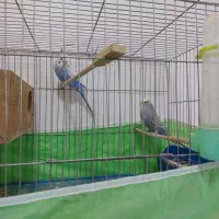 فوری فوری خاص و کمیاب