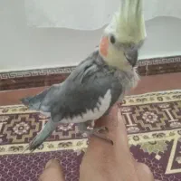 عروس هلندی نر