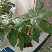 دوتاگل سبزسالم زیبا