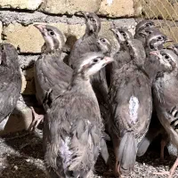 جوجه بلدرچین کوهی|حیوانات مزرعه|نظرآباد, شهرک سید جمال الدین|دیوار