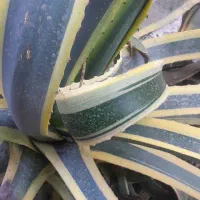 گل  برای هدیه