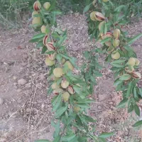 سلام این باغ نزدیک به سامان