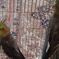 یک جفت عروس هلندی