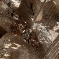 فروش اردک کله سبز پروازی  خروس جنتلمن