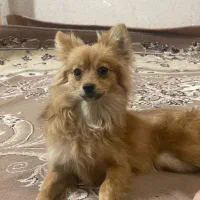پامر اشپیدز ماده