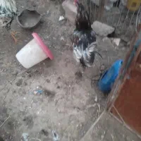 فروش خروس گلین|حیوانات مزرعه|یزدان شهر, |دیوار